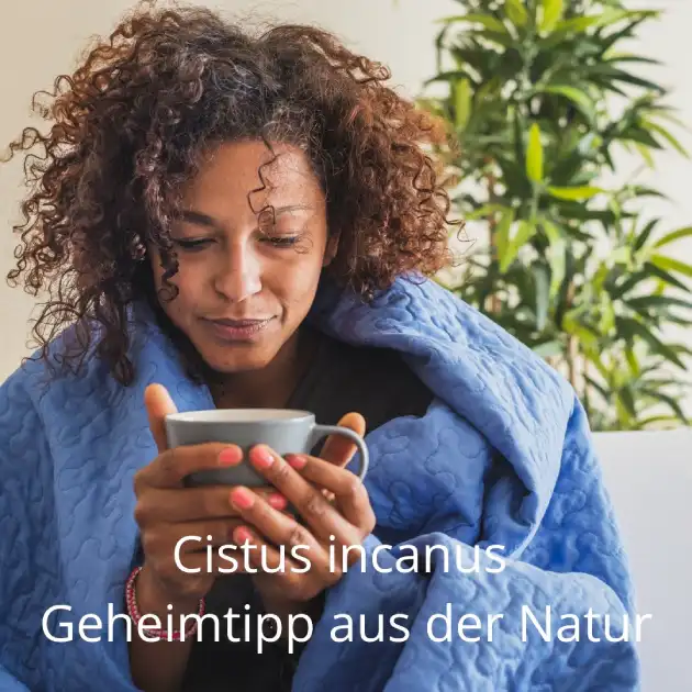 Cistus incanus – die Zistrose
